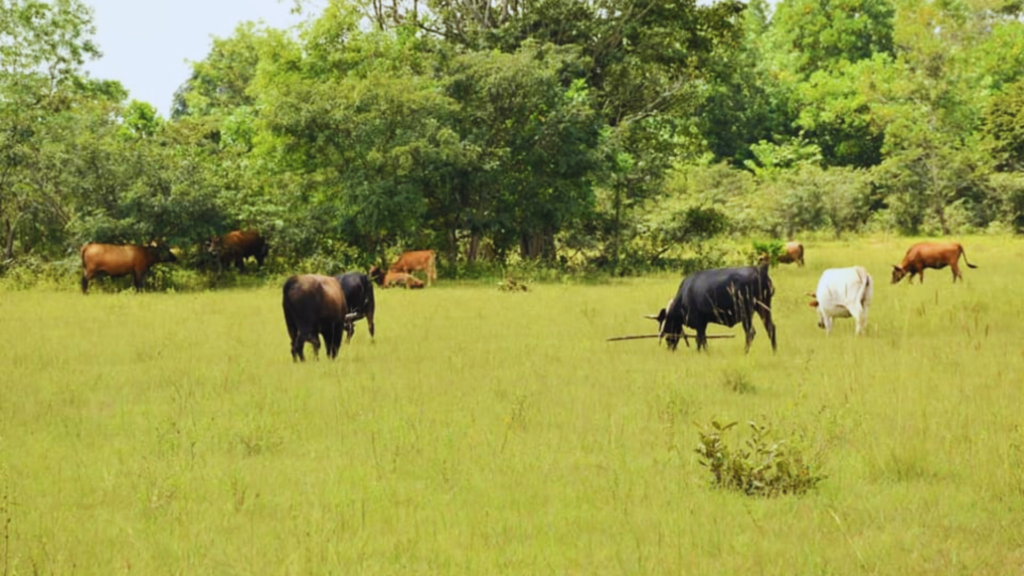 AGRICULTURE ET ÉLEVAGE AU FOUTA DJALLON