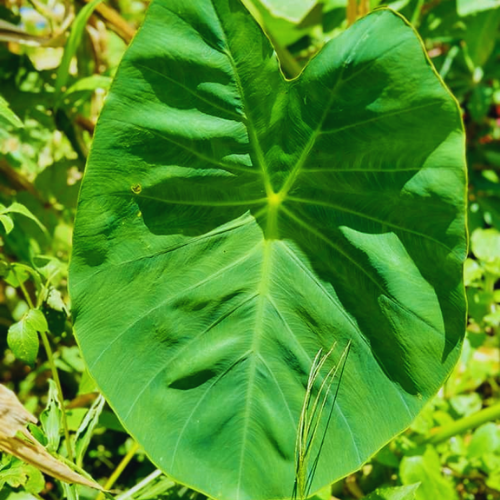 appelé Taro ou Diabéré